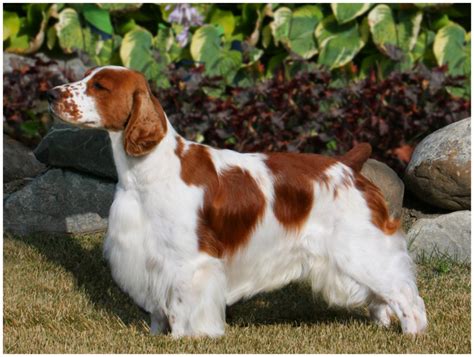 Welsh Springer Spaniel - Puppies, Rescue, Pictures, Temperament, Characteristics | Animals Breeds