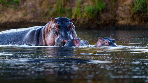 Hippo Wallpaper (75+ pictures) - WallpaperSet