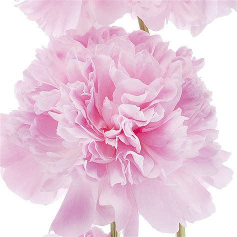 January Birth Flower - Carnations