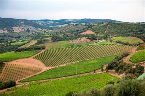 Chianti Classico:Wine and Culture in Chianti Classico