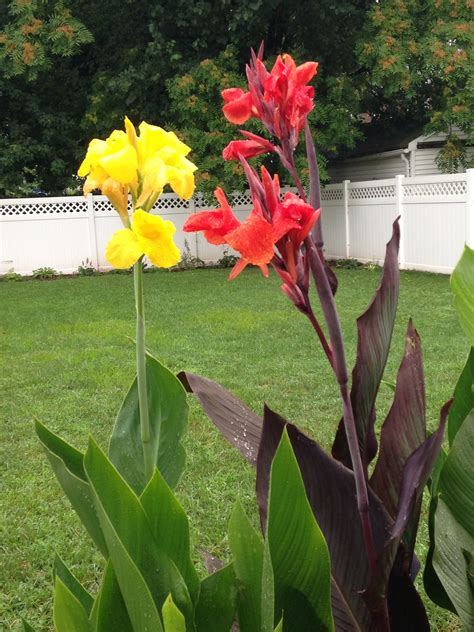 16+ Canna Lily Bulbs Plants | KimberleyMiriam