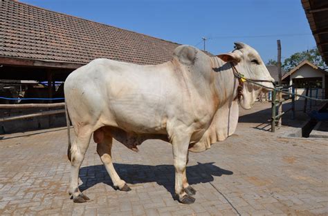 Pentingnya Pembiayaan untuk Usaha Penggemukan Sapi Potong di Indonesia - MONITOR