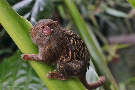 What Does It Cost to Adopt a Pygmy Marmoset (or Finger Monkey) as a Pet ...