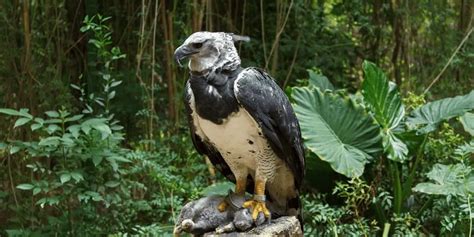 Clash Of Eagles: Harpy Eagle Vs Bald Eagle - Cool Wood Wildlife Park