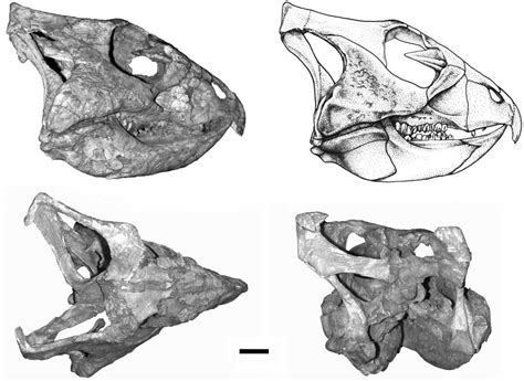 Crâne holotype d'Archaeoceratops oshimai, IVPP V11114. Dinosauria ...