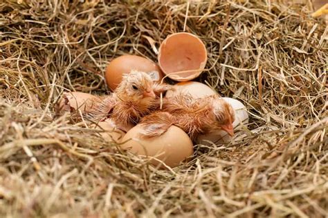 What to Feed Baby Chicks After Hatching | Rural Living Today