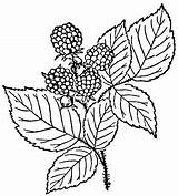 Raspberry With The Leaves coloring Page  SuperColoringcom sketch template