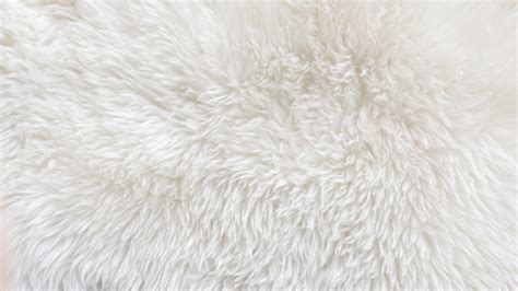 White Fluffy Sheep Wool Texture Beige Natural Wool Background Fur ...