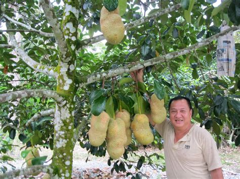 Trong Club: jackfruit farm