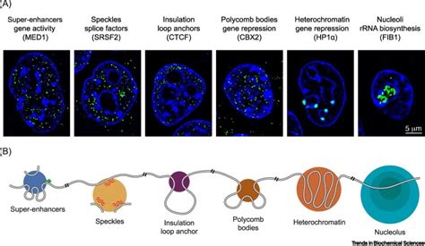 Biomolecular Condensates in the Nucleus: Trends in Biochemical Sciences