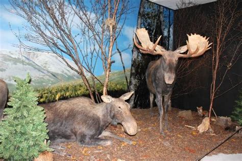 Gros Morne Wildlife Museum (Rocky Harbour) - All You Need to Know ...