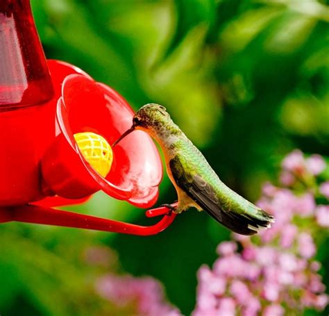 Hummingbird Migration Takes an Incredible Journey - Birds and Blooms