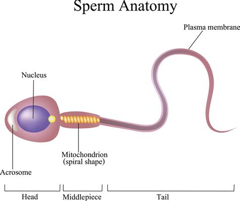 [DIAGRAM] Labeled Sperm Cell Diagram - MYDIAGRAM.ONLINE