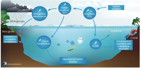 The decline of marine biodiversity – Ocean & Climate Platform