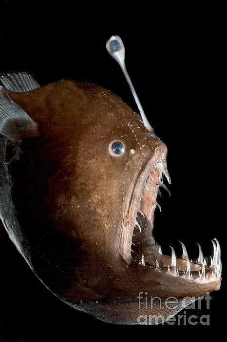 Johnson's Abyssal Seadevil, Melanocetus johnsonii, also known as the Humpback Anglerfish Deep ...