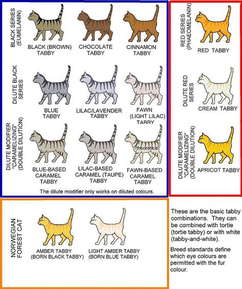 29 best images about Cat Colours and Conformation Guides on Pinterest | Colour chart, Cats and ...