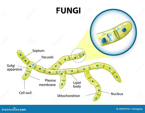 Fungi Cell Diagram