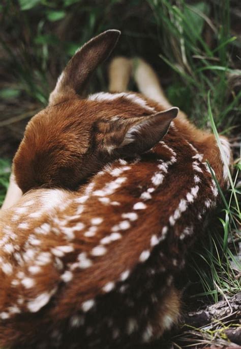 aw deer are my favorite #wild animals | Cute animals, Animals wild, Cute baby animals