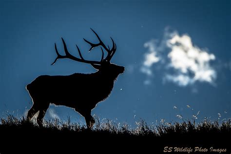 ES Wildlife Photo Images | Canadian Wildlife Photography