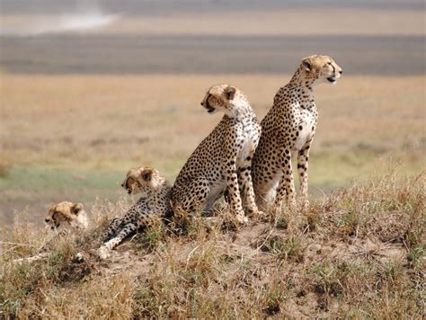Serengeti National park - Tanzania Safari Tours | Tanzania National Parks