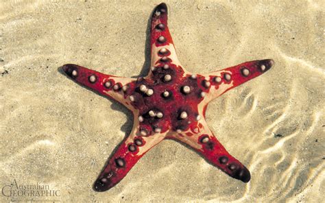 Chocolate Chip Starfish - Kim's Marine Bio