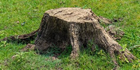 Reasons Why You Should Remove A Rotting Tree Stump