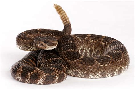 The Greater Irish Rattlesnake? - Beachcombing's Bizarre History Blog