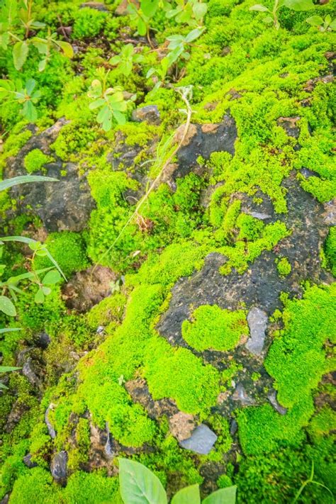 Evergreen Mossy Rock In The Forest With Small Trees For Background. Stock Image - Image of ...