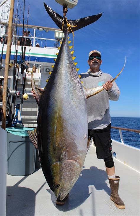 Big Tuna Fishing Report - November 09, 2017 | FISHTRACK.COM