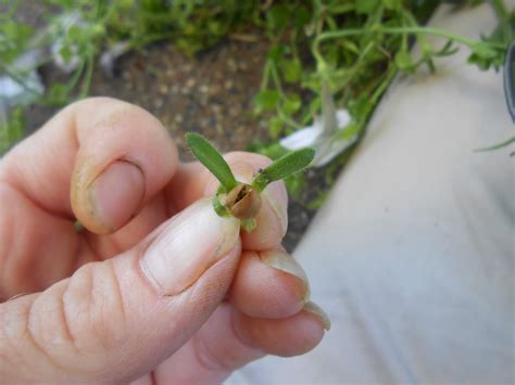 Sproutsandstuff: Saving Petunia Seeds