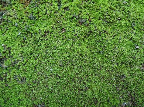 Free photo: Moss texture - Close, Green, Macro - Free Download - Jooinn