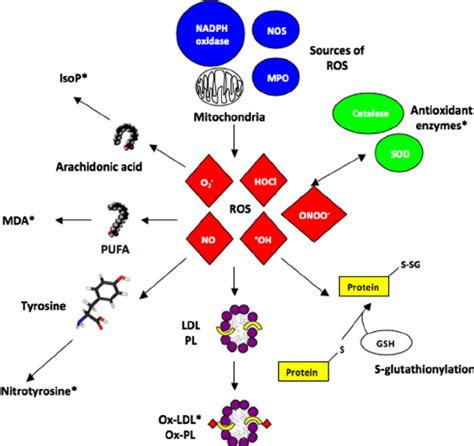 Formation pathways of selected biomarkers of oxidative stress.... | Download Scientific Diagram