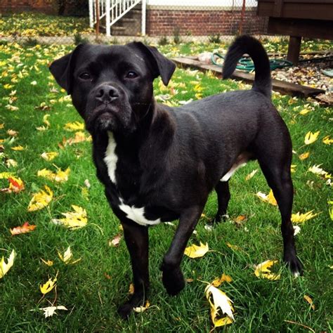 Pugador (Pug and Labrador Retriever Mix)