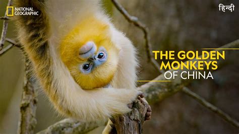 The Golden Monkeys of China | China's Hidden Kingdoms | Full Episode ...