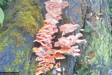 Myagdi villagers swarm into forests to pick red mushroom