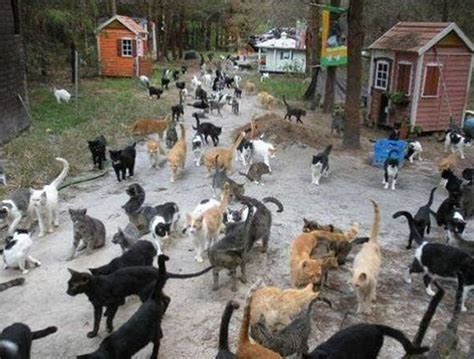 Tashirojima - Cat Island