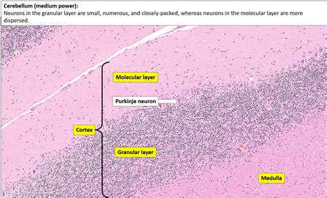 17 Best Images About Histology Cerebellum On Pinterest