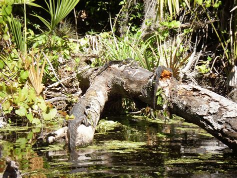 Kayaking Wekiva River & Rock Springs Run with Gators! ~ When 140 Characters Just Doesn't Cut It...