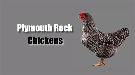 Plymouth Rock Chicken | Breed Information | Poultry Care Sunday