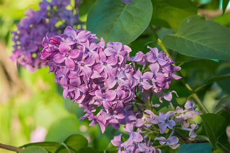 Purple Flowering Tree Identification - 21 Beautiful Types