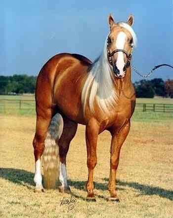 Golden Palomino Quarter Horse Stallion | Horses, Quarter horse, Palomino horse