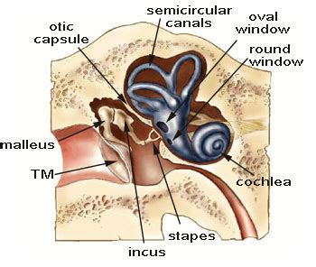 Ear Anatomy Oval Window