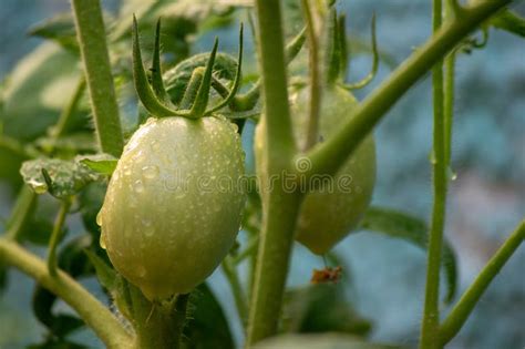 A Delicious Harvest is Coming from the Home Garden: Roma Tomato (Solanum Lycopersycon). Stock ...
