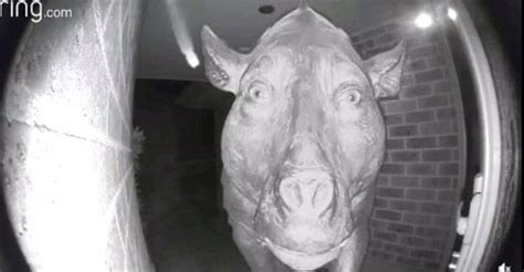 Doorbell Camera Animal, only spawns at night. : r/Bossfight