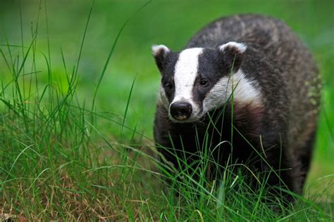 European Badger Facts, Habitat, Diet, Baby, Pictures