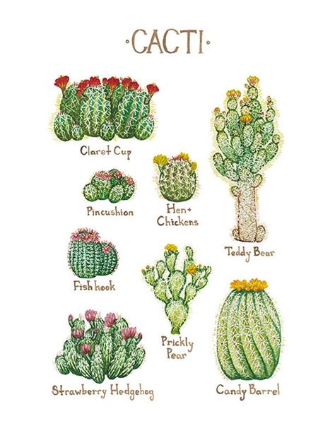 Cacti Field Guide Art Print / Cactus of North America / | Etsy