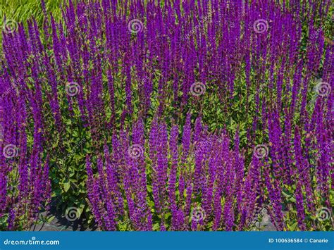 An Expanse of Purple Sage Flowers Stock Photo - Image of ornamental ...