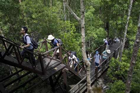 Biodiversity Singapore: Tanjung piai - Johor National Park