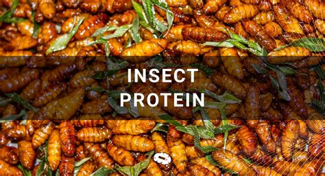 How Insect Protein can Revolutionize the Food Industry