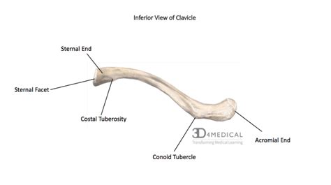 Clavicle Acromial End